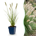 Gramíneas - Pennisetum alop. Hameln - Hierba fuente - Con espiga - Verde - 12 plantas - Maceta 11cm - Altura 15-25cm