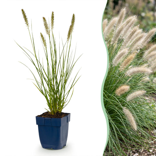 Lampenpoetsergras voor balkon – Compact & met sierpluimen (12 planten) - jardinera para un balcón verde Vercony
