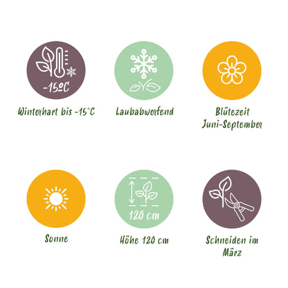 Lampenpoetsergras voor balkon – Compact &amp; met sierpluimen (12 planten) - jardinera para un balcón verde Vercony