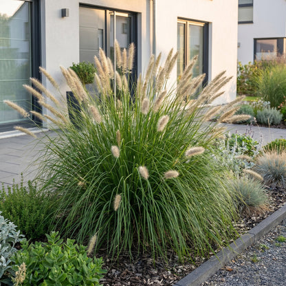 Lampenpoetsergras voor balkon – Compact &amp; met sierpluimen (12 planten) - jardinera para un balcón verde Vercony