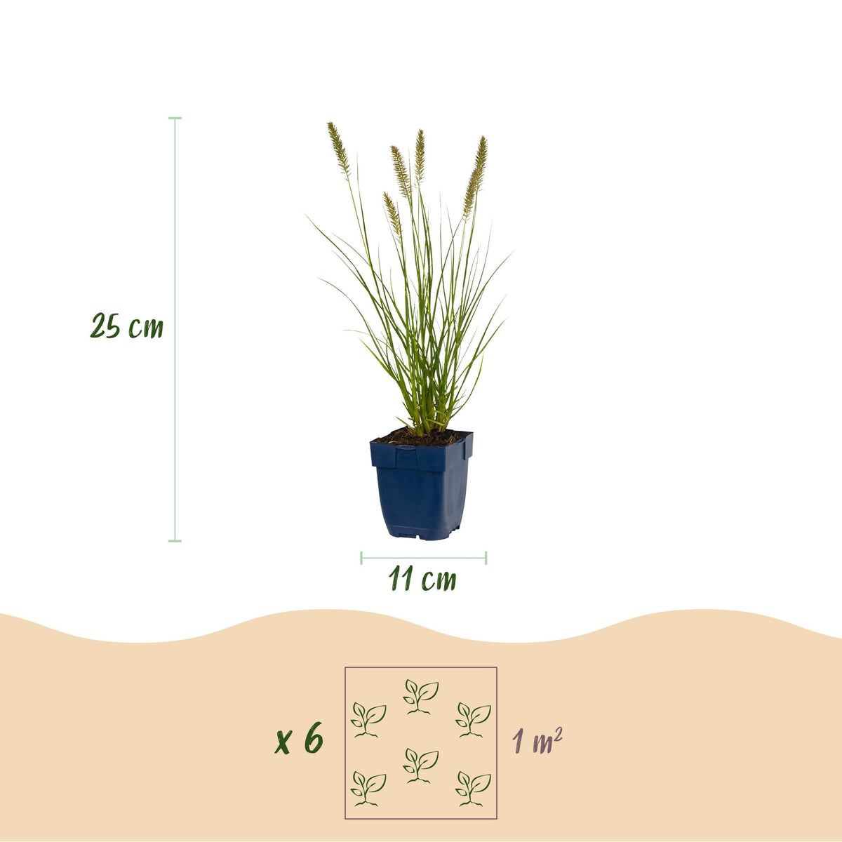 Lampenpoetsergras voor balkon – Compact & met sierpluimen (12 planten) - jardinera para un balcón verde Vercony