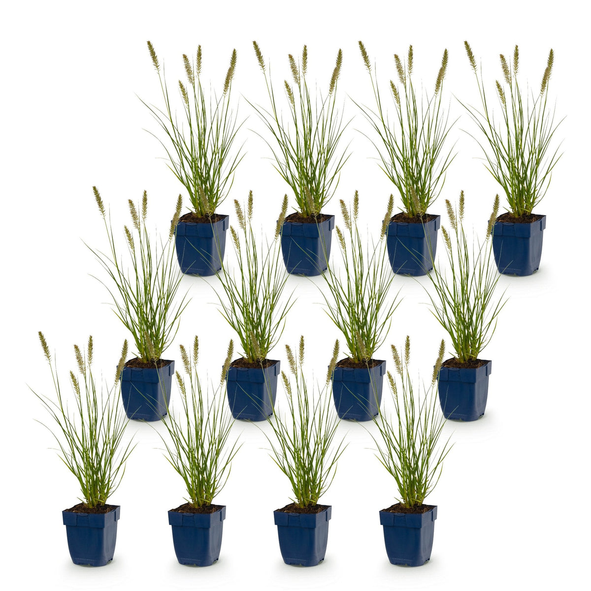 Lampenpoetsergras voor balkon – Compact &amp; met sierpluimen (12 planten) - jardinera para un balcón verde Vercony
