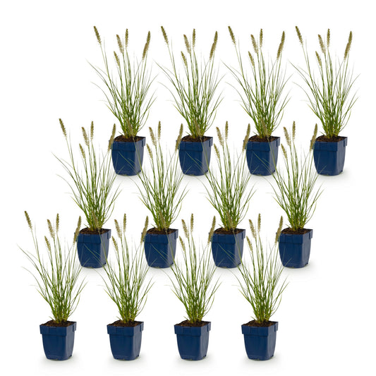 Lampenpoetsergras voor balkon – Compact & met sierpluimen (12 planten) - jardinera para un balcón verde Vercony