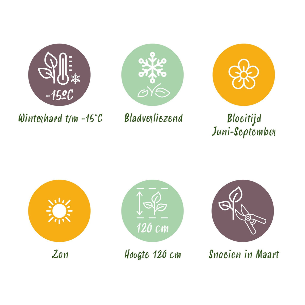 Lampenpoetsergras voor balkon – Compact & met sierpluimen (12 planten) - jardinera para un balcón verde Vercony