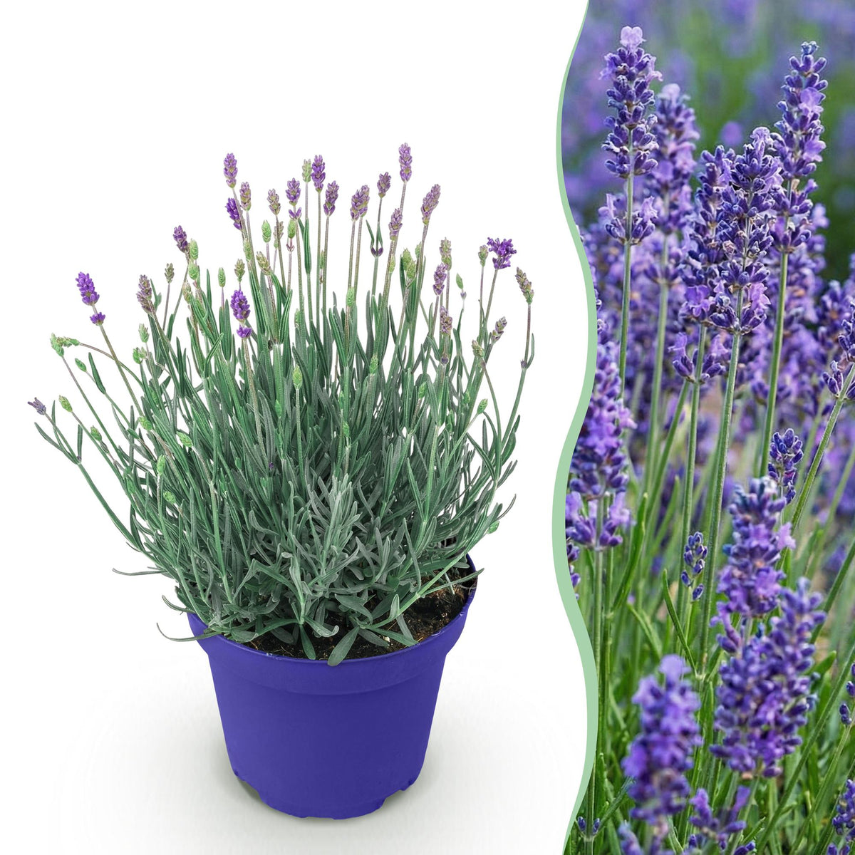 Lavendel voor balkon – Winterhard &amp; geurend (1 plant) - plantenbak voor een groen balkon Vercony