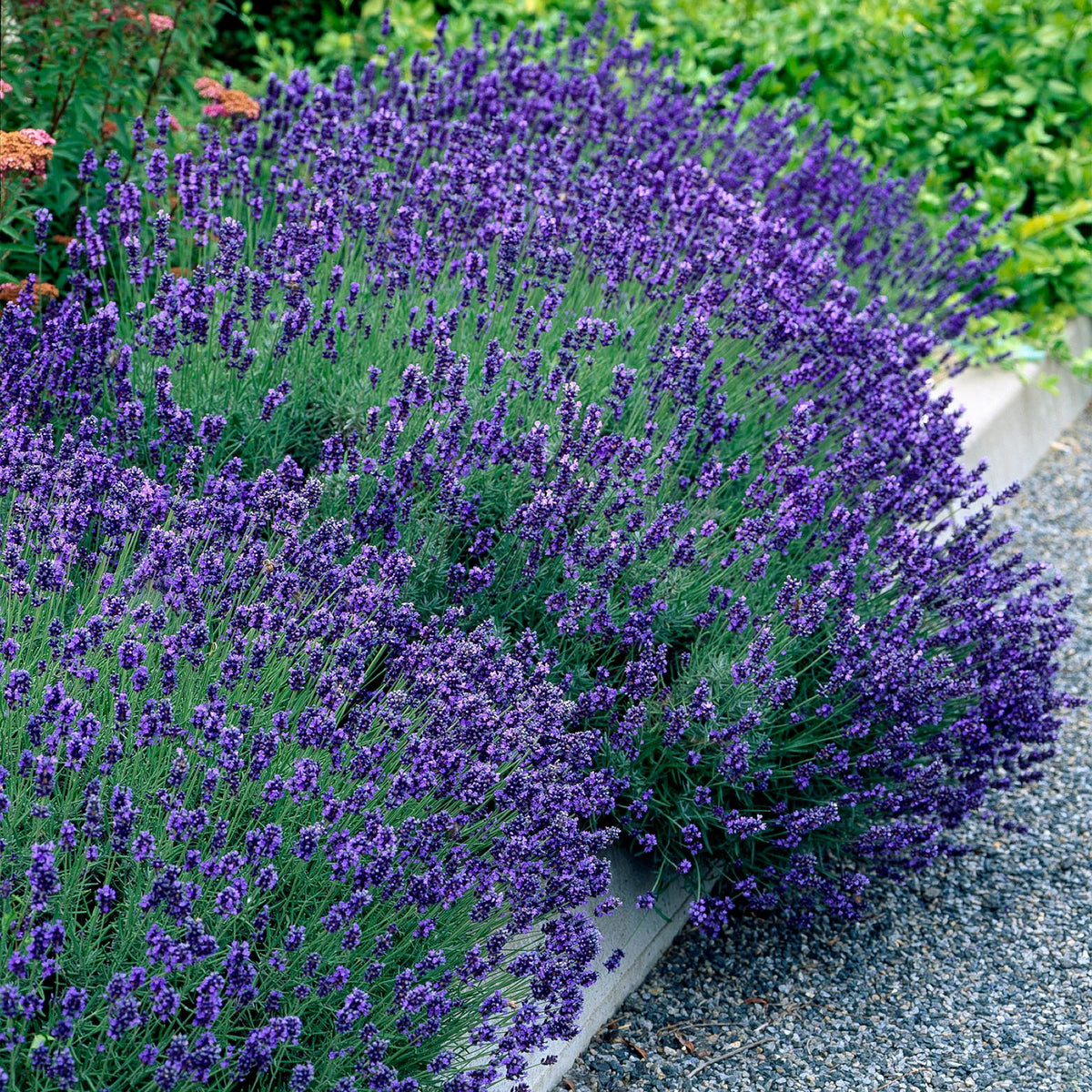 Lavendel voor balkon – Winterhard &amp; geurend (1 plant) - plantenbak voor een groen balkon Vercony