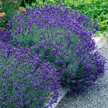 Lavendel voor balkon – Winterhard &amp; geurend (1 plant) - plantenbak voor een groen balkon Vercony