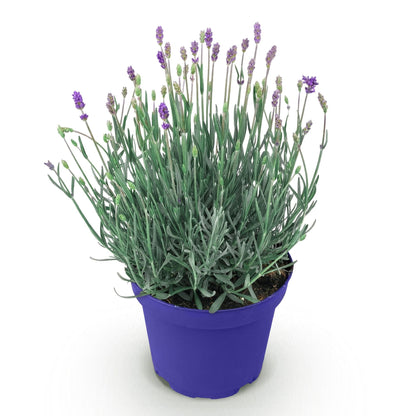 Lavendel voor balkon – Winterhard &amp; geurend (1 plant) - plantenbak voor een groen balkon Vercony