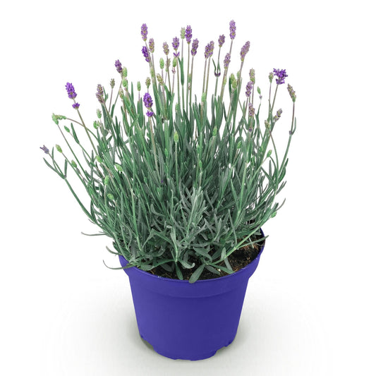 Lavendel voor balkon – Winterhard & geurend (1 plant) - jardinera para un balcón verde Vercony