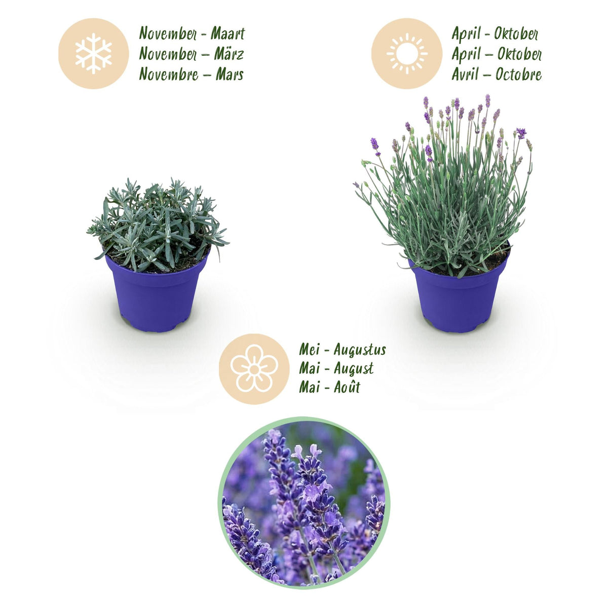 Lavendel voor balkon – Winterhard & geurend (3 planten) - Pflanzkasten für einen grünen Balkon Vercony