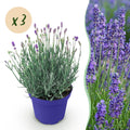 Gartenpflanze - Lavandula angustifolia Hidcote - Lavendel - Winterhart - Violett - 3 Pflanzen - Topf 12cm - Höhe 15-25cm