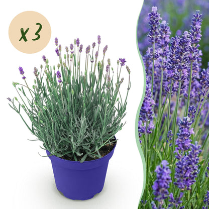 Lavendel voor balkon – Winterhard &amp; geurend (3 planten) - Pflanzkasten für einen grünen Balkon Vercony