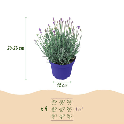Lavendel voor balkon – Winterhard &amp; geurend (3 planten) - Pflanzkasten für einen grünen Balkon Vercony
