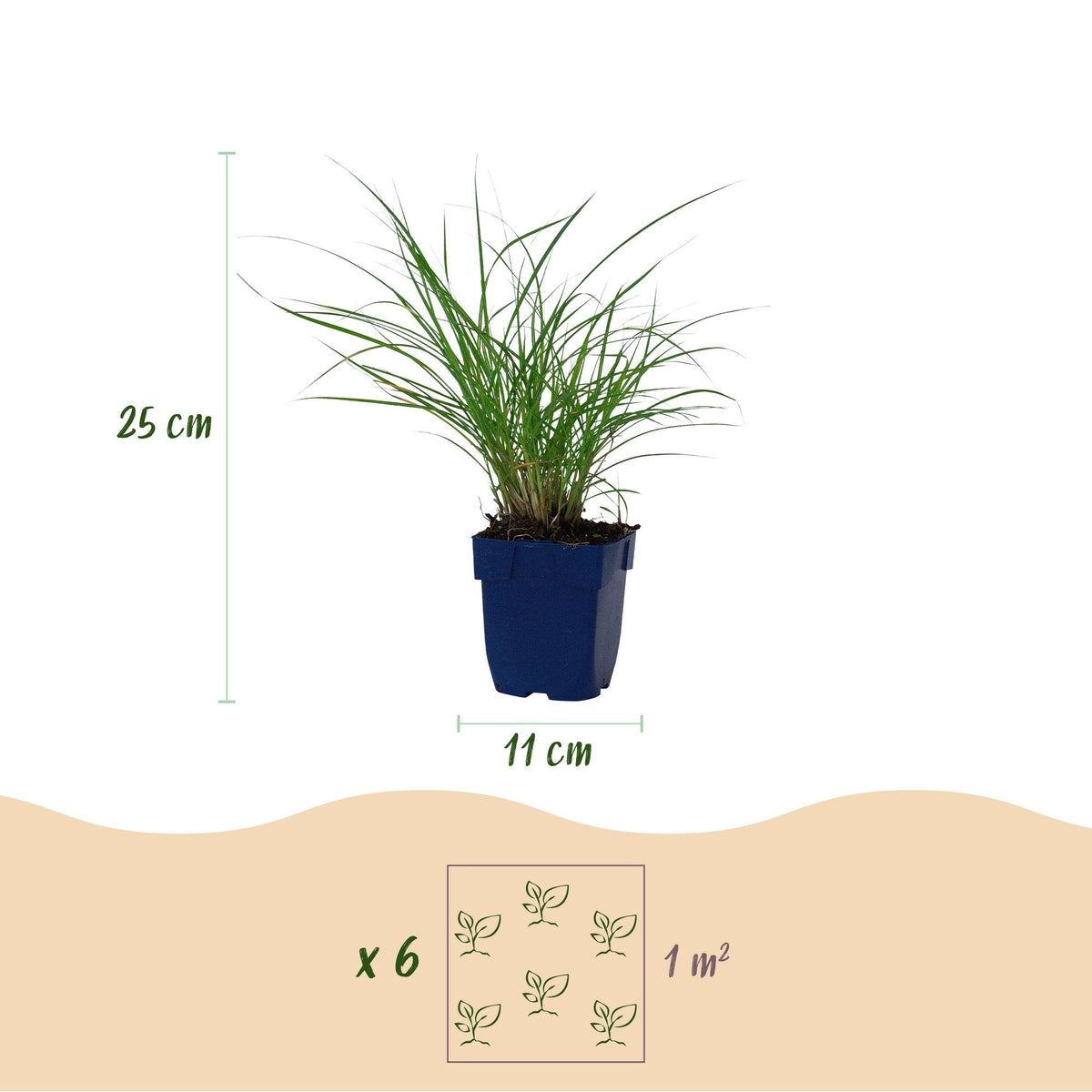 Siergras voor balkon – Met sierpluim, winterhard (1 plant) - Jardinière pour un balcon vert Vercony
