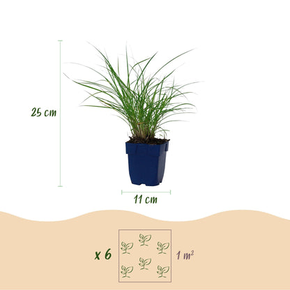 Siergras voor balkon – Met sierpluim, winterhard (1 plant) - Jardinière pour un balcon vert Vercony