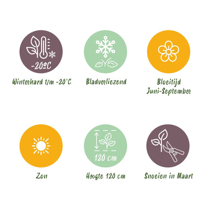 Siergras voor balkon – Met sierpluim, winterhard (1 plant) - Jardinière pour un balcon vert Vercony