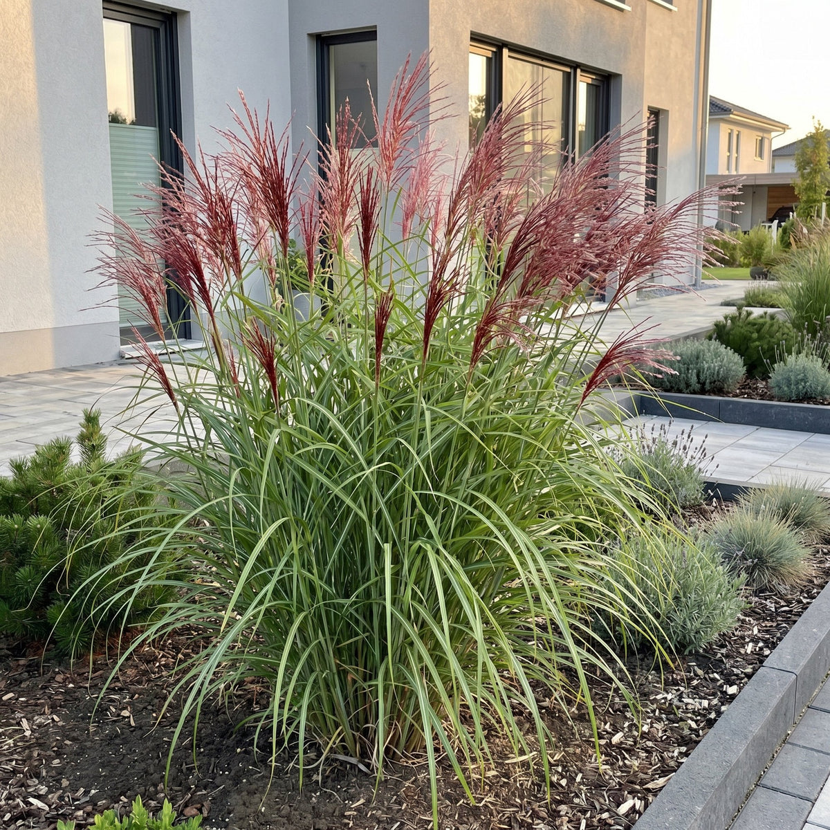 Siergras voor balkon – Met sierpluim, winterhard (1 plant) - Jardinière pour un balcon vert Vercony