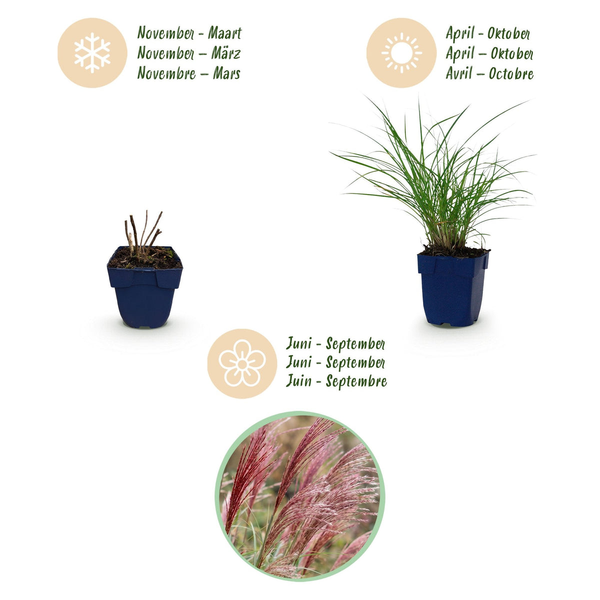 Siergras voor balkon – Met sierpluim, winterhard (1 plant) - Jardinière pour un balcon vert Vercony