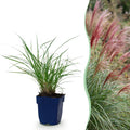 Herbe ornementale pour balcon – Avec plumeau, rustique (1 plante)