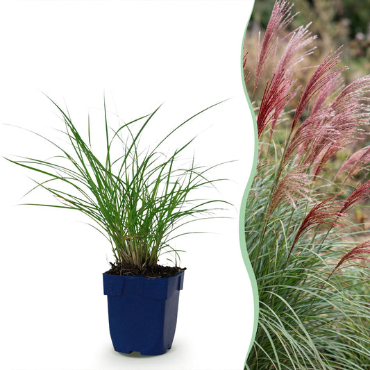 Siergras voor balkon – Met sierpluim, winterhard (1 plant) - jardinera para un balcón verde Vercony