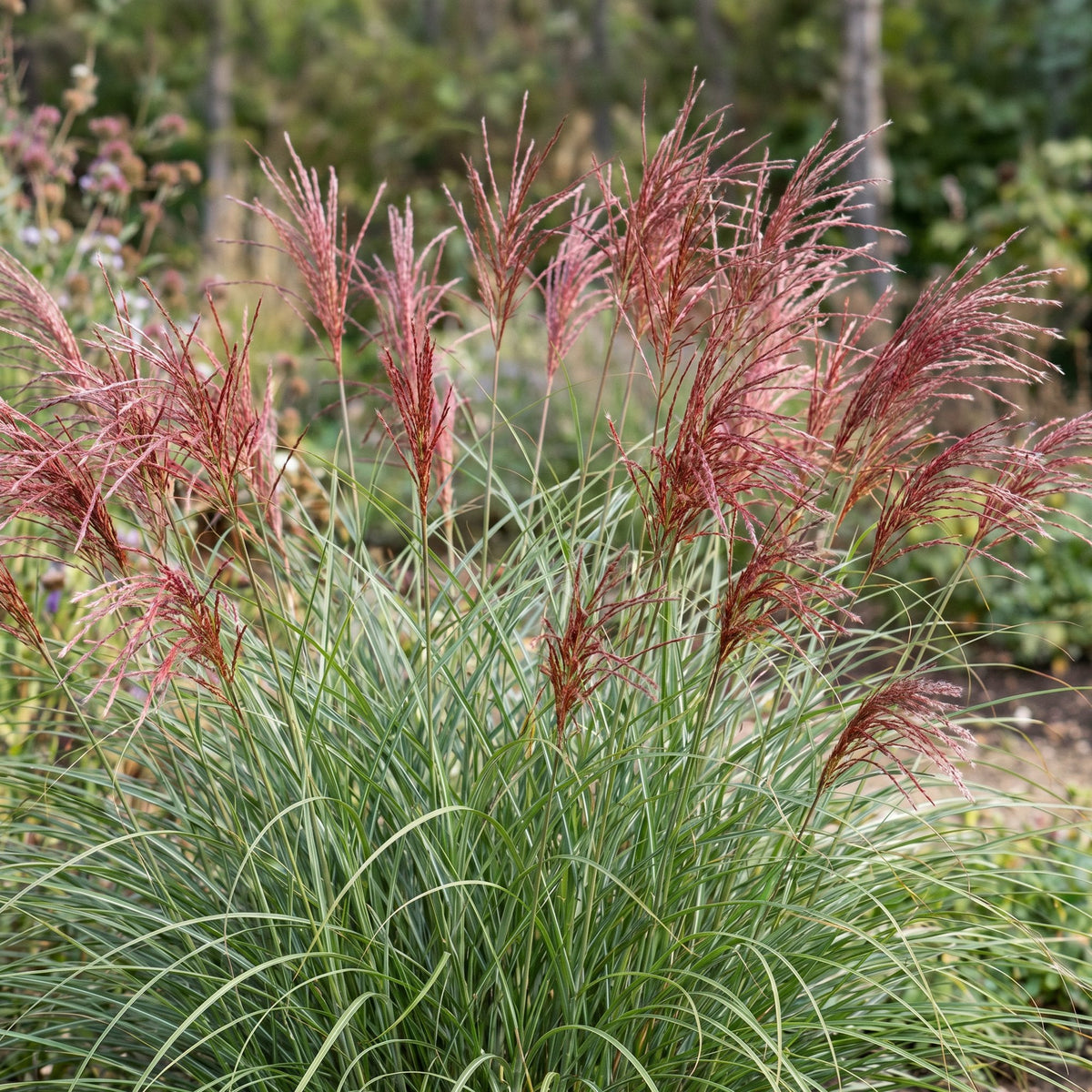 Siergras voor balkon – Met sierpluim, winterhard (1 plant) - Jardinière pour un balcon vert Vercony