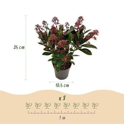 Skimmia voor balkon – Groenblijvend met rode knoppen (2 stuks) - jardinera para un balcón verde Vercony