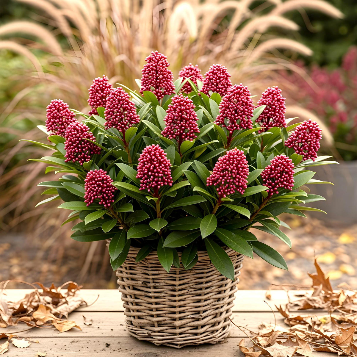 Skimmia voor balkon – Groenblijvend met rode knoppen (2 stuks) - jardinera para un balcón verde Vercony