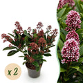Skimmia para balcón – Siempreverde con brotes rojos (2 unidades)