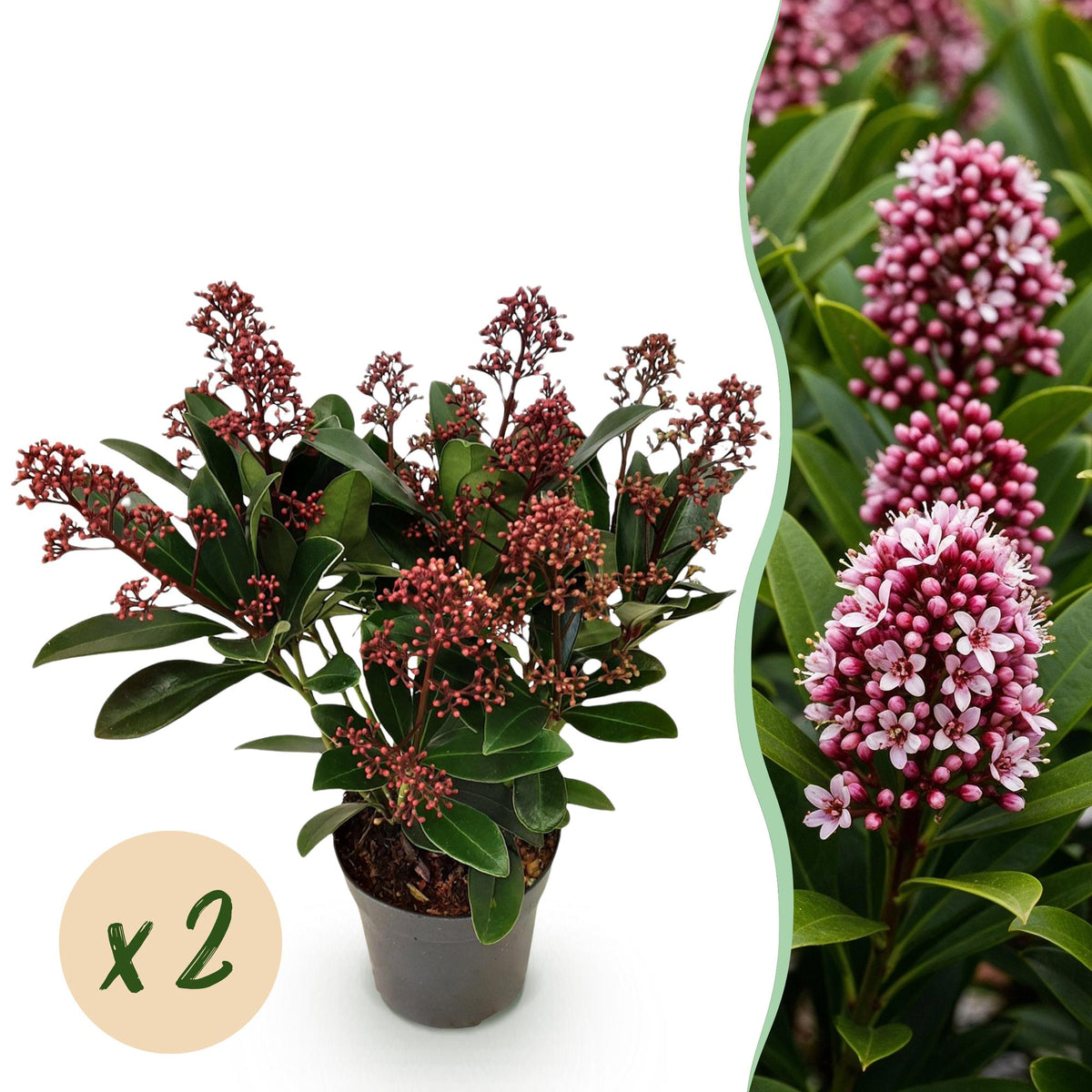 Skimmia voor balkon – Groenblijvend met rode knoppen (2 stuks) - jardinera para un balcón verde Vercony