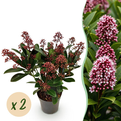 Skimmia voor balkon – Groenblijvend met rode knoppen (2 stuks) - jardinera para un balcón verde Vercony