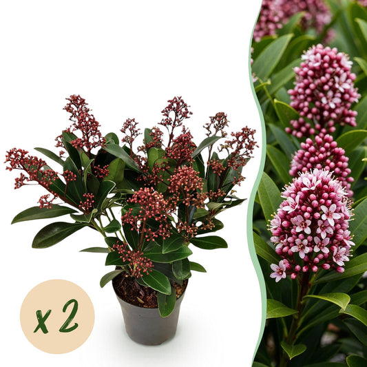 Skimmia voor balkon – Groenblijvend met rode knoppen (2 stuks) - jardinera para un balcón verde Vercony