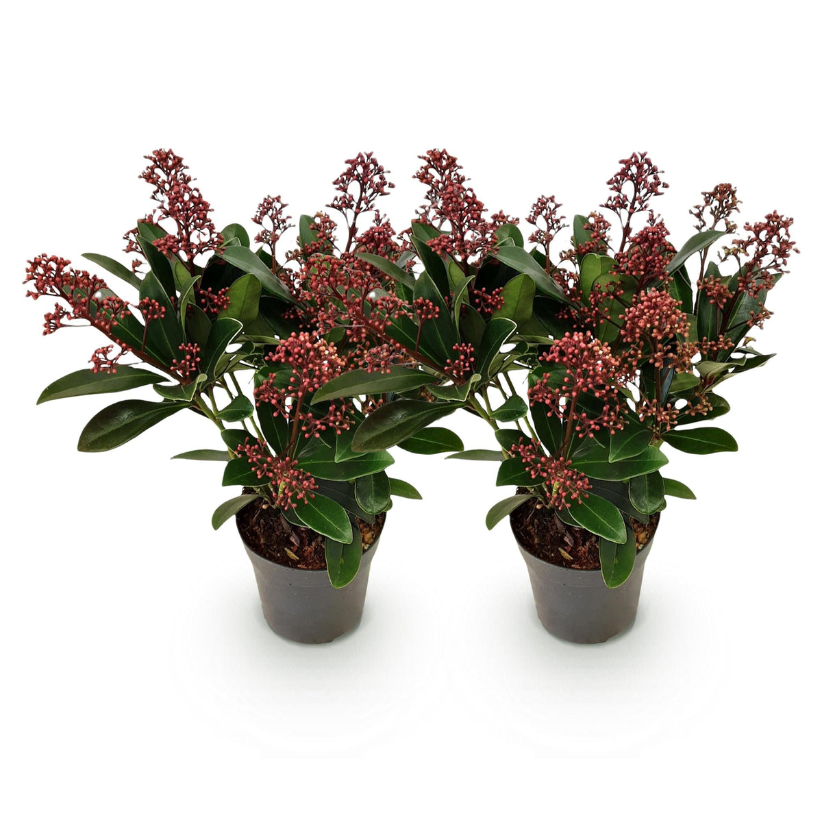 Skimmia voor balkon – Groenblijvend met rode knoppen (2 stuks) - jardinera para un balcón verde Vercony