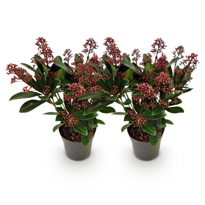 Skimmia voor balkon – Groenblijvend met rode knoppen (2 stuks) - jardinera para un balcón verde Vercony