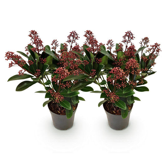 Skimmia voor balkon – Groenblijvend met rode knoppen (2 stuks) - jardinera para un balcón verde Vercony