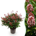 Planta de terraza - Skimmia japonica Rubella - Flor roja - Más de 40 flores - 1 planta - Resistente al invierno - Maceta de 19 cm, altura de 60 cm