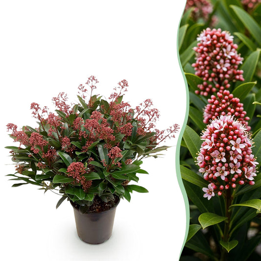 Skimmia voor balkon – Groenblijvend met rode knoppen, extra groot (1 plant) - jardinera para un balcón verde Vercony