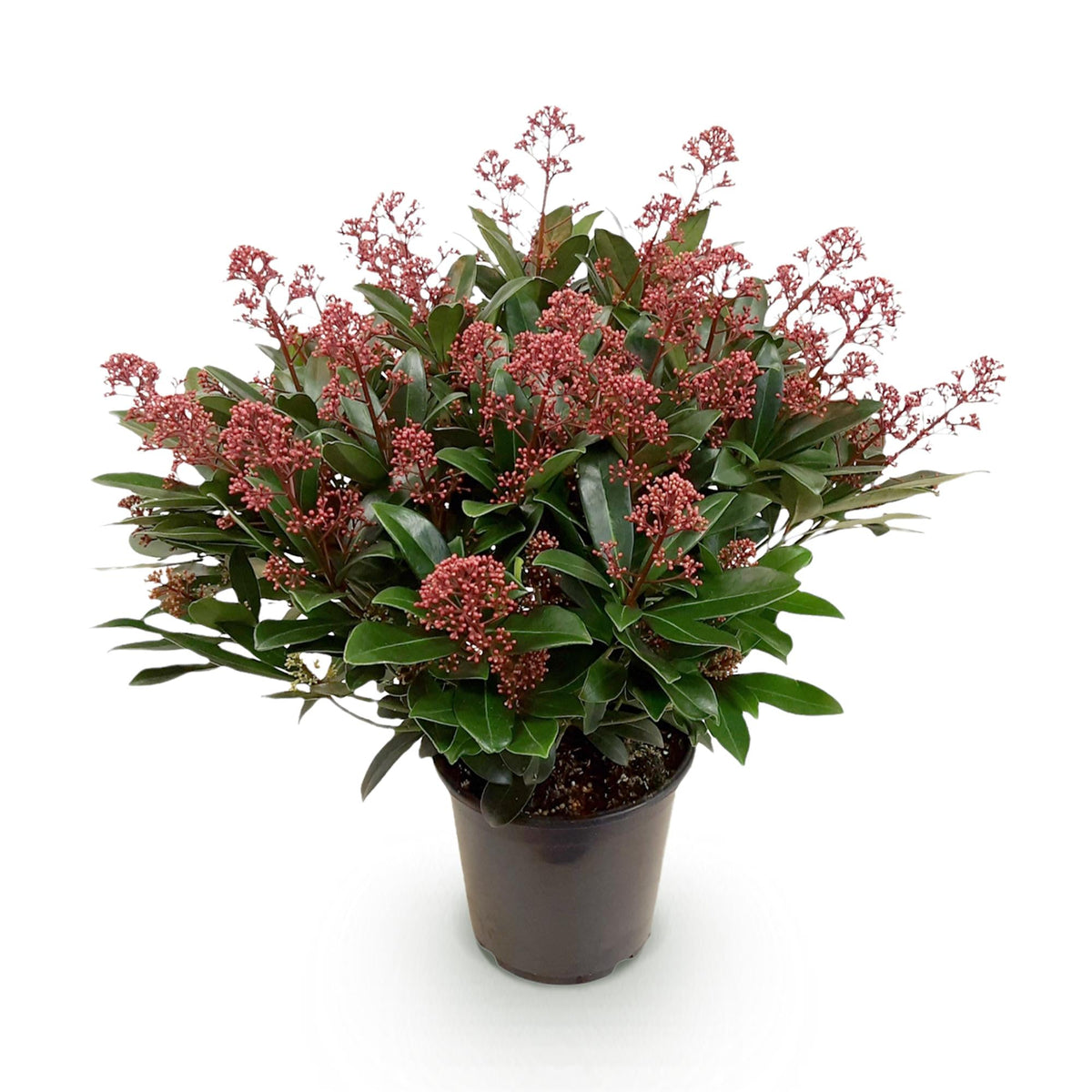 Skimmia voor balkon – Groenblijvend met rode knoppen, extra groot (1 plant) - jardinera para un balcón verde Vercony