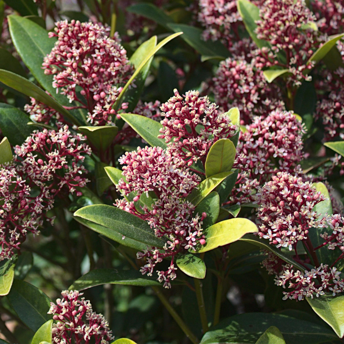 Skimmia voor balkon – Groenblijvend met rode knoppen, extra groot (1 plant) - jardinera para un balcón verde Vercony