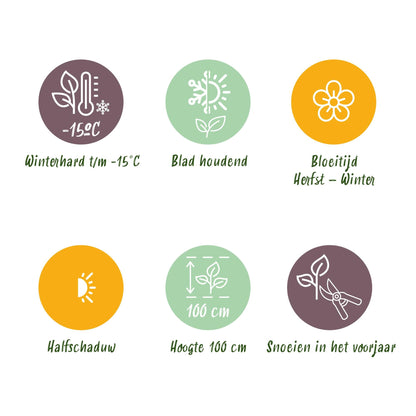 Skimmia voor balkon – Groenblijvend met rode knoppen, extra groot (1 plant) - jardinera para un balcón verde Vercony