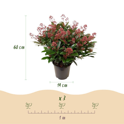 Skimmia voor balkon – Groenblijvend met rode knoppen, extra groot (1 plant) - jardinera para un balcón verde Vercony
