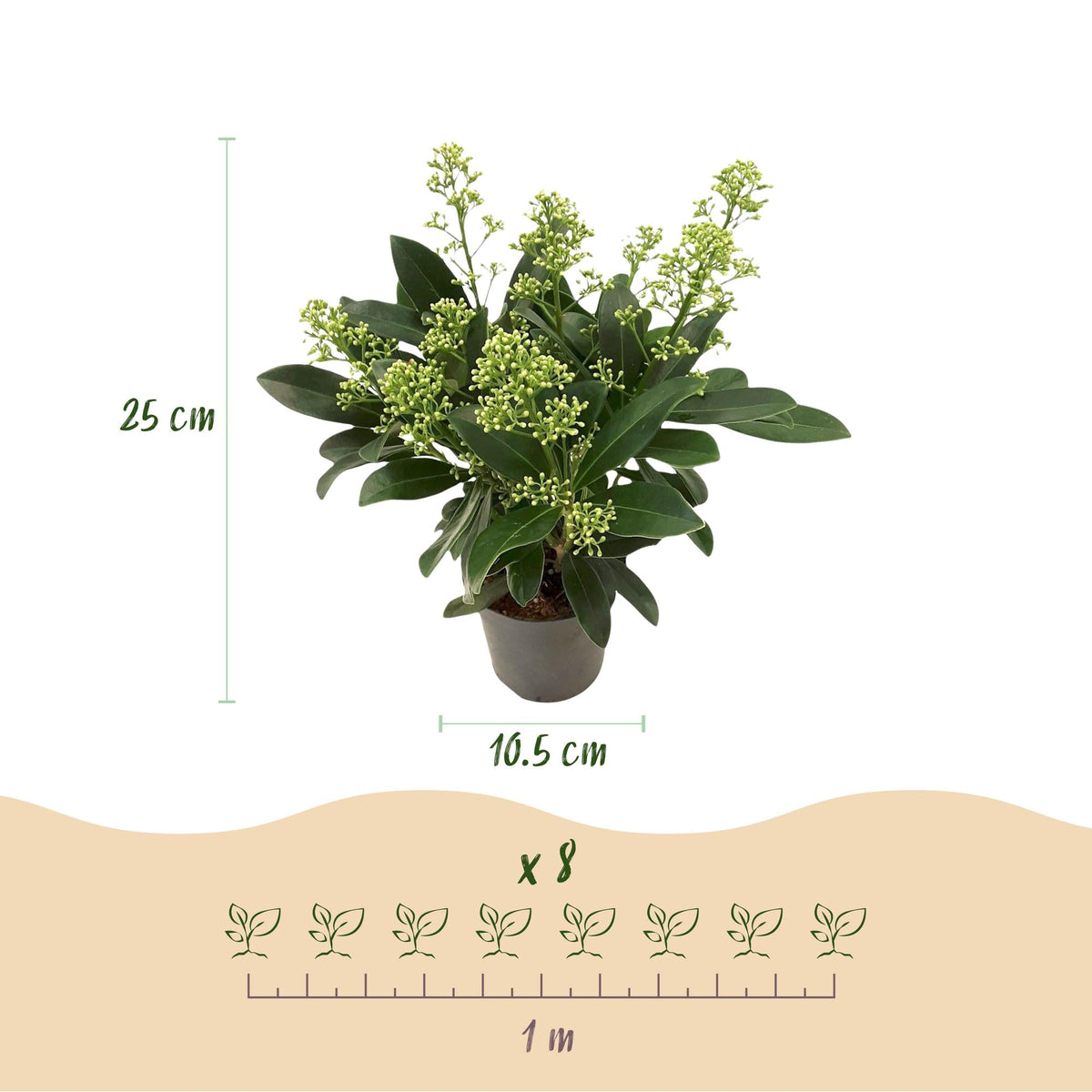 Skimmia voor balkon – Groenblijvend met witte bloemen (2 stuks) - jardinera para un balcón verde Vercony