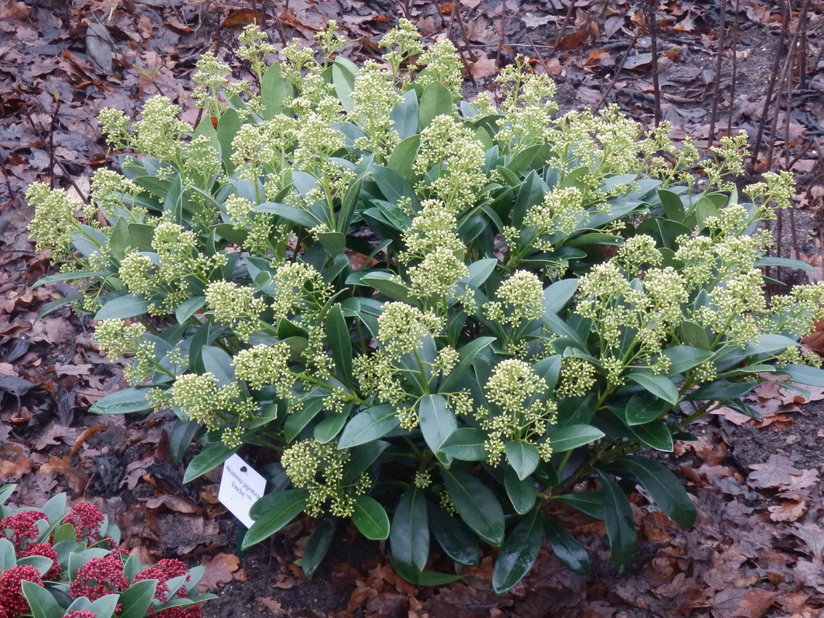 Skimmia voor balkon – Groenblijvend met witte bloemen (2 stuks) - jardinera para un balcón verde Vercony