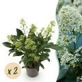 Skimmia para balcón – Siempreverde con flores blancas (2 unidades)