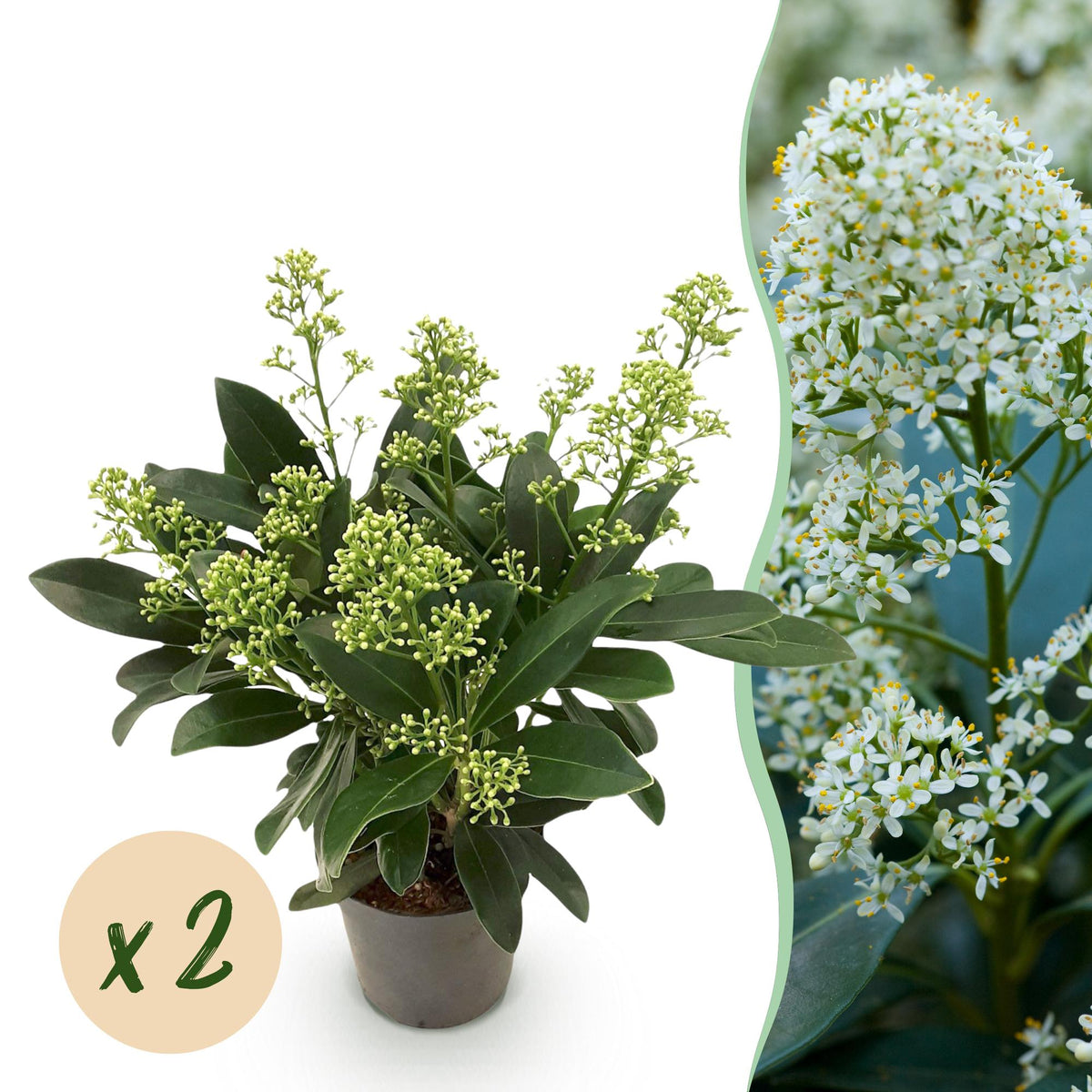 Skimmia voor balkon – Groenblijvend met witte bloemen (2 stuks) - jardinera para un balcón verde Vercony