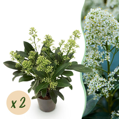 Skimmia voor balkon – Groenblijvend met witte bloemen (2 stuks) - jardinera para un balcón verde Vercony