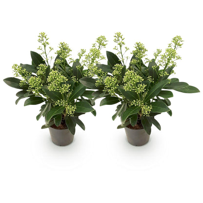Skimmia voor balkon – Groenblijvend met witte bloemen (2 stuks) - jardinera para un balcón verde Vercony