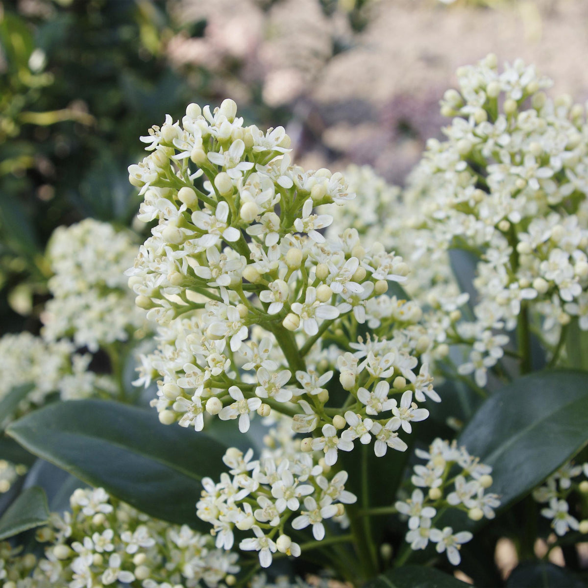 Skimmia voor balkon – Groenblijvend met witte bloemen (2 stuks) - jardinera para un balcón verde Vercony