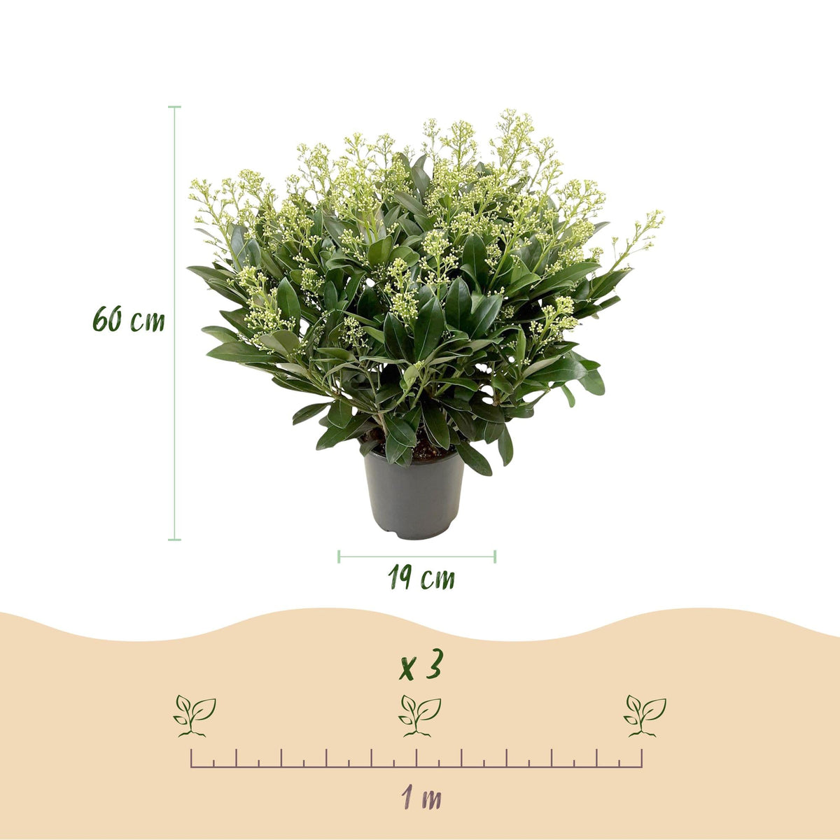Skimmia voor balkon – Groenblijvend met witte bloemen, extra groot (2 stuks) - jardinera para un balcón verde Vercony