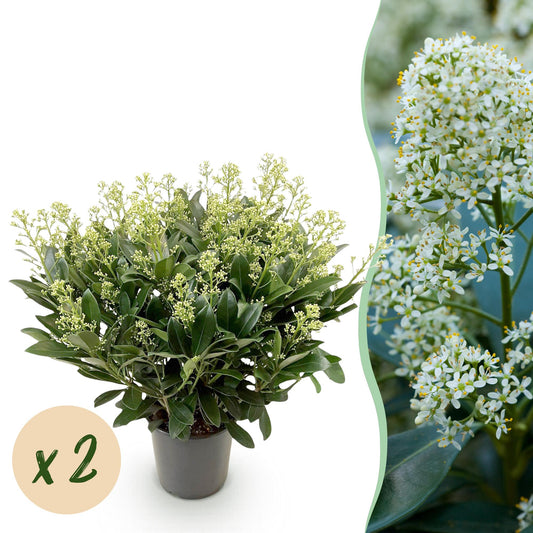 Skimmia voor balkon – Groenblijvend met witte bloemen, extra groot (2 stuks) - jardinera para un balcón verde Vercony