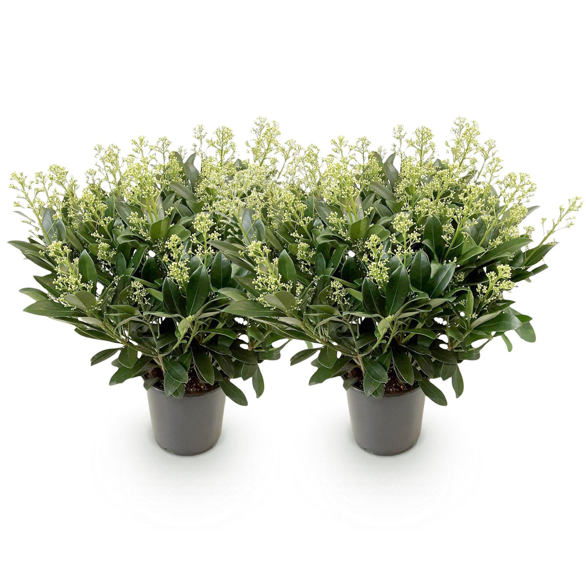 Skimmia voor balkon – Groenblijvend met witte bloemen, extra groot (2 stuks) - jardinera para un balcón verde Vercony